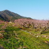 あんずの花が咲き始めた。