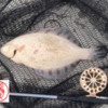 【落とし込み】苫小牧西港　大きくなったね(*ﾟ∀ﾟ*)