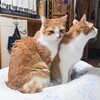 アポロチョコ食べながらすみれSeptemberLove聴く休日