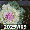 再三回顧 (2025W09)
