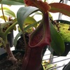 Nepenthes naga s.g