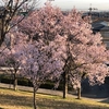 早朝ウォーキングで花見！ダイエットにもオススメ