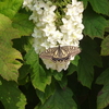 ＊　今日は雨も上がり、明日荷の庭の柏葉アジサイにキアゲハが。