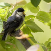 四十雀（シジュウカラ）幼鳥