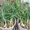【隠居の朝の一言　生き残りたいなら体の仕組みを学べ　05/05】