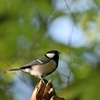 はじめて双眼鏡を引っ提げて歩く、野鳥撮影にて思うこと…