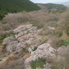 【国内逍遥】桜が咲き始めの別府ロープウェイでした