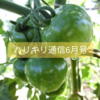 【ハリキリ通信🍆】2024年6月号(第2号) ～夏野菜収穫開始！～