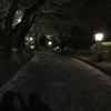 夜桜お浜