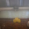 蔵王温泉【湯の宿伊藤屋】日帰り入浴記「木のぬくもりを感じるすのこ風呂」