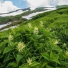 鳥海山ー残雪と花の季節ー