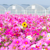 2019年11月の山陽小野田市「花の海」を撮る