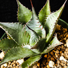 Agave parrasana 'Meat Claw'