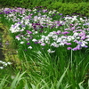 紫陽花咲く清澄庭園への旅⑦『紫陽花と花菖蒲編』