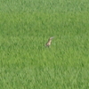 田んぼのサンカノゴイ