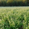 蕎麦の花