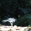 オオホウカンチョウ(Great Curassow)