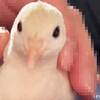冬のナデナデ #ヒメウズラ