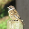 Japanese Sparrows: Most familiar bird. Differences of them