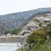 京都の宇治でも桜を見よう(1)