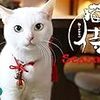 お正月に観た「猫侍」の白猫がかわいすぎた件