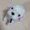 ペットを飼いたい子どもが喜んだ「ココさかだちして」がとにかくかわいい！