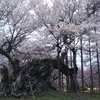 山高神代桜