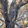 公園の野鳥達（１２月１７日）オオタカ