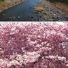 　一足早い春、満開過ぎの河津桜