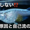 メダカが産卵しない原因と自己流の対策