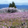 甲府盆地の桃の花｜花見シーズン笛吹市を歩く