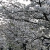 街路樹の桜20240409