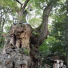 熱海のパワースポット 来宮神社の大楠を待ち受けにする効果やロケ地としての情報を解説！