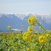 菜の花　琵琶湖第一なぎさ公園　滋賀県　守山市