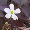体調悪し ほぼ記録のみの闘病日記