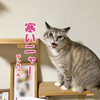 ハロウィンとカボチャと猫の小競り合い
