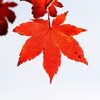 木へんに風の「楓」という漢字は何と読む？意味や読み方・使い方まで解説