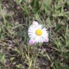 穀雨のやさしい雨は花を育て、その花は人の心を潤す。