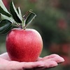 人気のおいしいりんご5品種をフルーツマニアが紹介!それぞれの特徴や旬の時期などを比較する