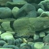 おみごと！石に化けた魚　アユカケ