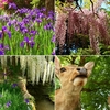 【春日大社 萬葉植物園】見頃の遅咲きの藤の花 初夏の色とりどり【奈良シカちゃん登場】