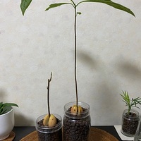 アボカド栽培 ハイドロボール 成長記録 原発性アルドステロン症 日々の出来事つれづれ日記