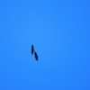 クロコンドル Black Vulture