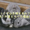 うさぎは冬眠するの？冬の寒さ対策をすべき理由とは？