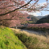 ２月に咲く桜！伊豆の河津桜の見頃、混雑状況、アクセスは？【静岡】