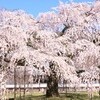 京洛の桜と醍醐の桜