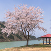 桜前線上昇中：上市川第2ダム