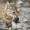 ニャンコのお土産。保証局長と物々交換中