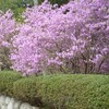 伊奈冨神社の紫つつじ