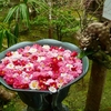 桜と椿を求めて　ー法然院と安楽寺ー